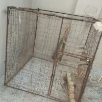 قفس