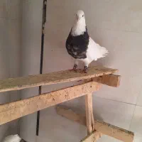 کبوترطوقی سرخ وهفت رنگ