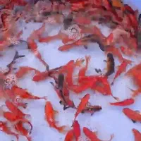 فروش عمده ماهی قرمز و گلفیش شب عیدی و مخصوص شکار|ماهی|گنبد کاووس, |دیوار