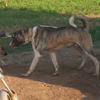 سگ سرابی