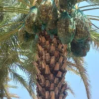 خرما زاهدی(قصب) *نوبرانه* سید|خوردنی و آشامیدنی|شیراز, فرودگاه شهید دستغیب شیراز|دیوار