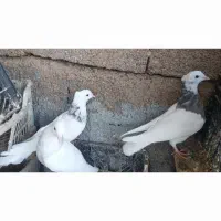 طوقی|پرنده|شوشتر, |دیوار