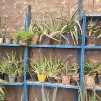 گل الوورا|گل و گیاه طبیعی|گلبهار, شهر جدید گلبهار|دیوار