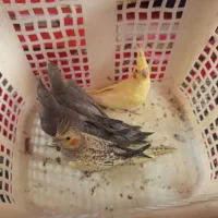 ۴عدد عروس هلندی