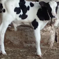 گوساله نر