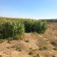 زمین-سند-دار-850-متری-مسکونی-روستای-موشکان