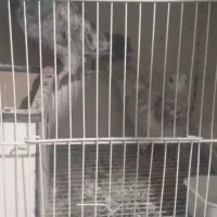 همه جفتی به شرط پرش وجوجه