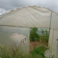 سازه گلخانه ای خیار وانواع صیفیجات