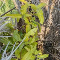 کارگر دائم برای باغ زیارتعلی (رودخانه)