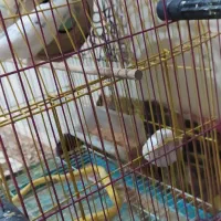 مرغ عشق مولد 8تخم ضمانتی