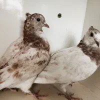 یک جفت جوجه کبوتر کله دار کاکلی کاشان