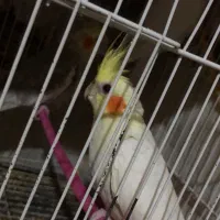 عروس هلندی ،مرغ عشق|پرنده|بجنورد, |دیوار