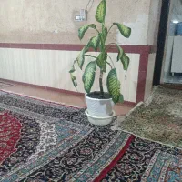 گل دیفن
