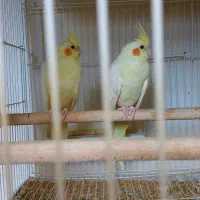 فروش عروس هلندی|پرنده|بهشهر, |دیوار