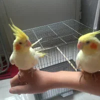 دوتا عروس لوتینو 80 روزه فول دستی