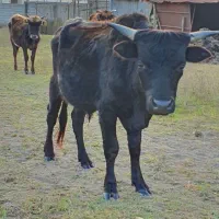 گاو|حیوانات مزرعه|بندر انزلی, بشمن|دیوار