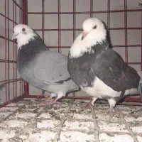 کبوتر دال گو پشدار  معاوضه