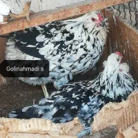 فروش تخمرغ نطفه دارگلین لری