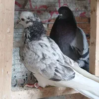 کبوتر|پرنده|هشتگرد, شهرک بعثت|دیوار