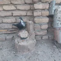 کرباتی سیاه نر هوایی