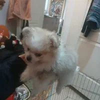 توله سگ پامر|سگ|تهران, کرمان|دیوار