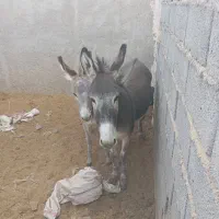 فروش الاغ|حیوانات مزرعه|سیرجان, |دیوار