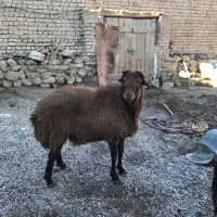 قوچ|حیوانات مزرعه|خوانسار, |دیوار