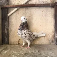 بلندپروازان آسمان|پرنده|مشکین‌دشت, |دیوار