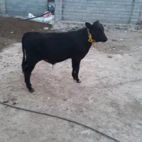 سمینتال اصل|حیوانات مزرعه|کلیبر, |دیوار