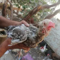 مرغ وخروس خانگی