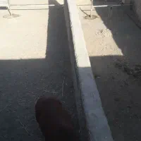 پانسیون اسب وتربیت اسب آموزش سوارکاری -نعلبندی|اسب و تجهیزات اسب‌سواری|مشهد, چهاربرج|دیوار