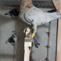 سرور|پرنده|شیراز, شهرک بهار|دیوار