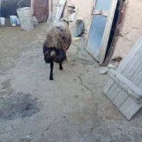 قوچ قزل افشار|حیوانات مزرعه|شیدا, |دیوار