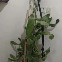 گل و گیاه|گل و گیاه طبیعی|سبزوار, کراب|دیوار