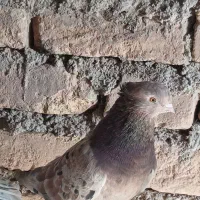 هفت رنگ پرشی چندتا طوقی|پرنده|رامند, |دیوار