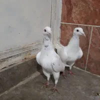 سرور پلاکی|پرنده|شیراز, شریفآباد|دیوار