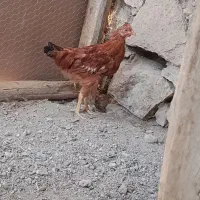 یک عدد خروس