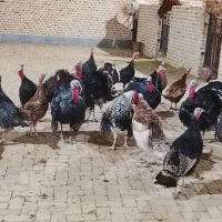 بوقلمون برنز انگلیسی|حیوانات مزرعه|اشتهارد, |دیوار