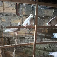 کبوتر فروشی|پرنده|زنده رود, |دیوار