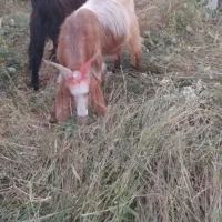 کهر‌اخته‌یک سال
