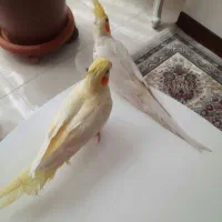 عروس هلندی لوتینو زعفرونی بالغ تازه جفت|پرنده|گلستان (تهران), |دیوار