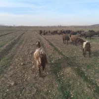 بز‌ شیر‌ ده‌ جوان