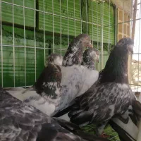 8عدد کبوتر پاکستانی|پرنده|میناب, |دیوار