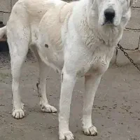 سگ الابای ترکمن