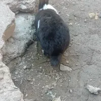 طلا