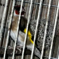 سهره جوجه کشی قفس|پرنده|اسلام‌شهر, چیچکلو|دیوار