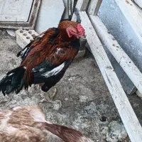 مرغ و خروس لاری