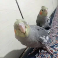 جوجه عروس هلندی|پرنده|کرمان, |دیوار