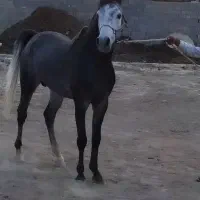 اسب نریون مادیون پالونی