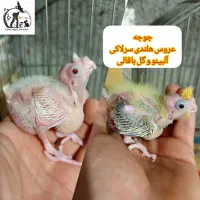 جوجه عروس هلندی آلبینو و گلباقالی